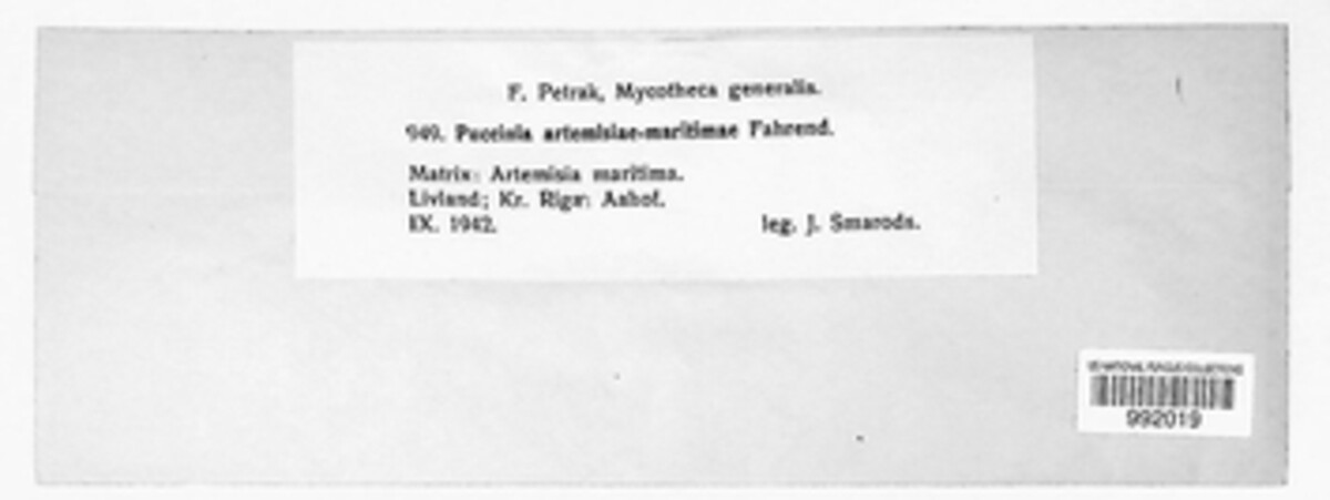 Puccinia artemisiae-maritimae image